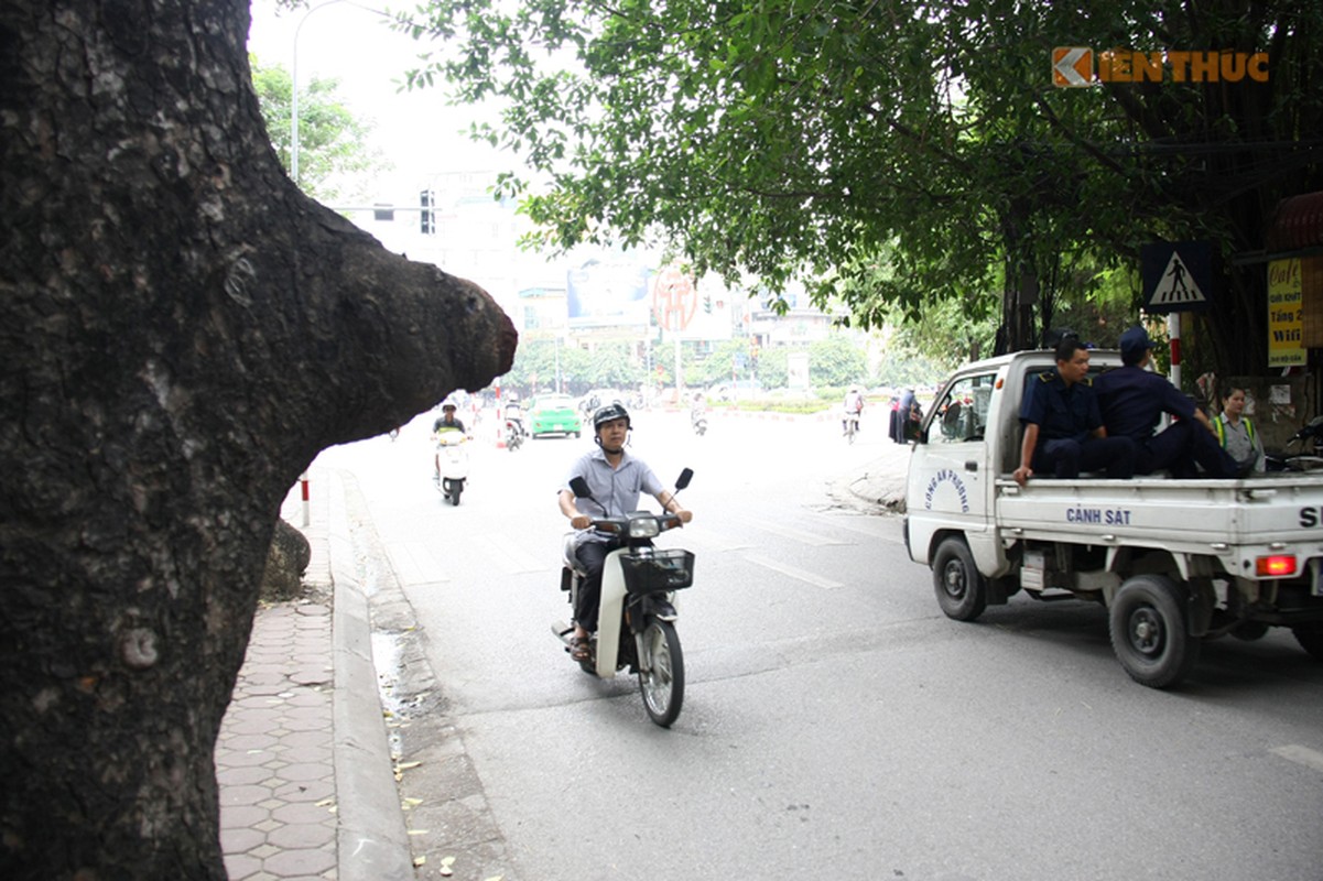 Nhung cay co thu ky di tren pho Doi Can, Ha Noi